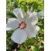 Гибискус сирийский Ред Харт (Hibiscus syriacus Red Heart)